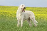 IRISH WOLFHOUND 025